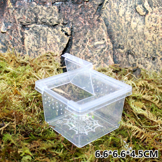 Insect feeding box