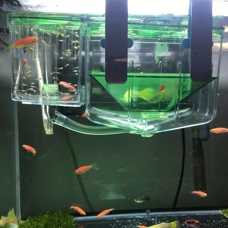 Hatching box guppy sick fish isolation, box fighting fish