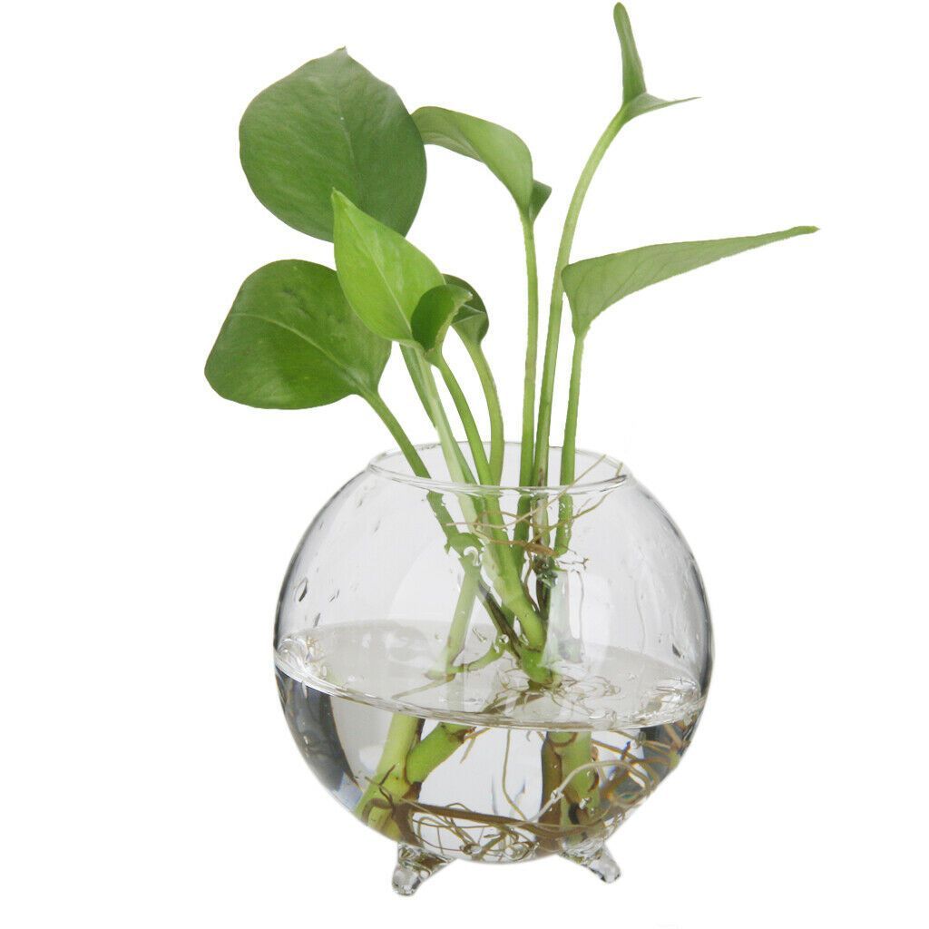 Hanging Utensils, Hanging Wall Glass Flower Pots